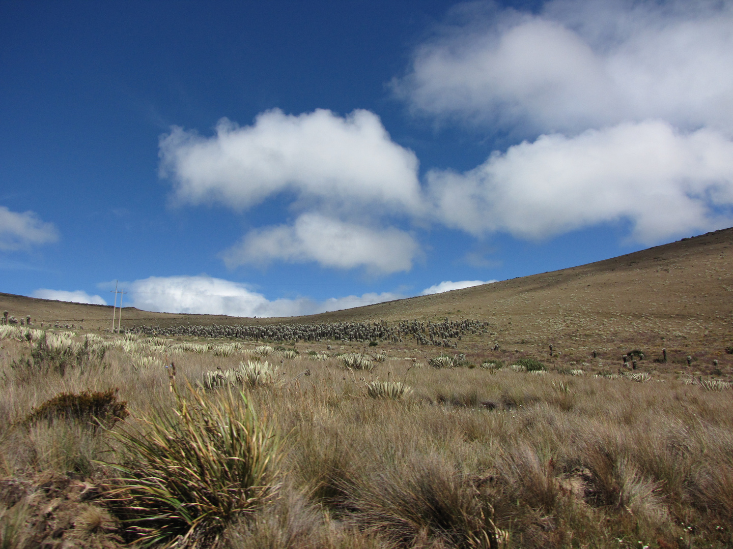 EL LLANO EN EL PARAMO