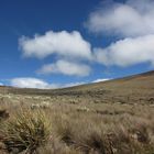 EL LLANO EN EL PARAMO