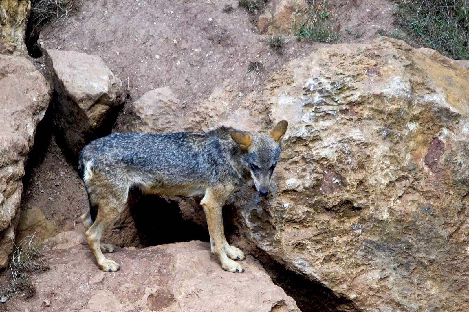 EL LOBO CAUTIVO