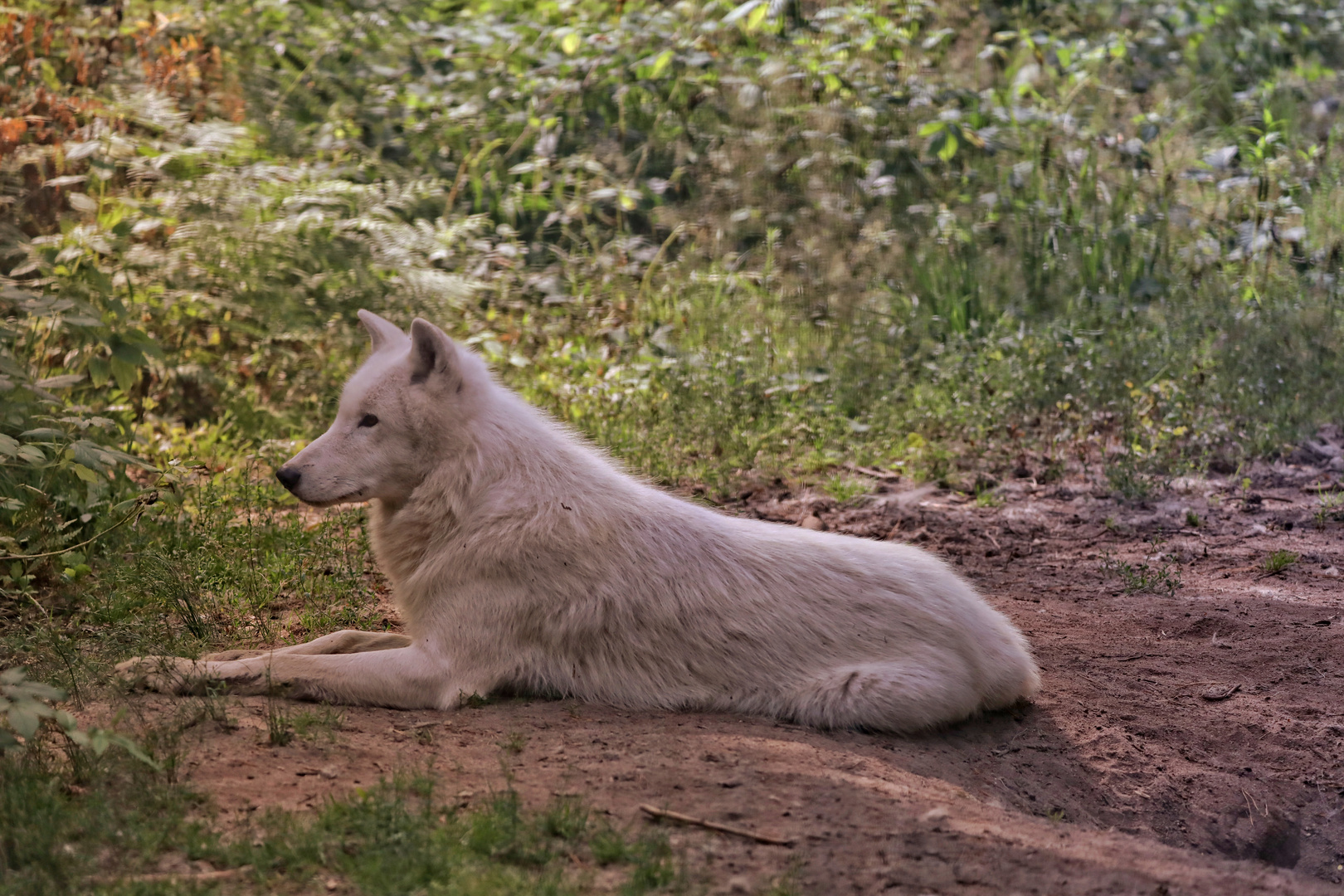 el lobo