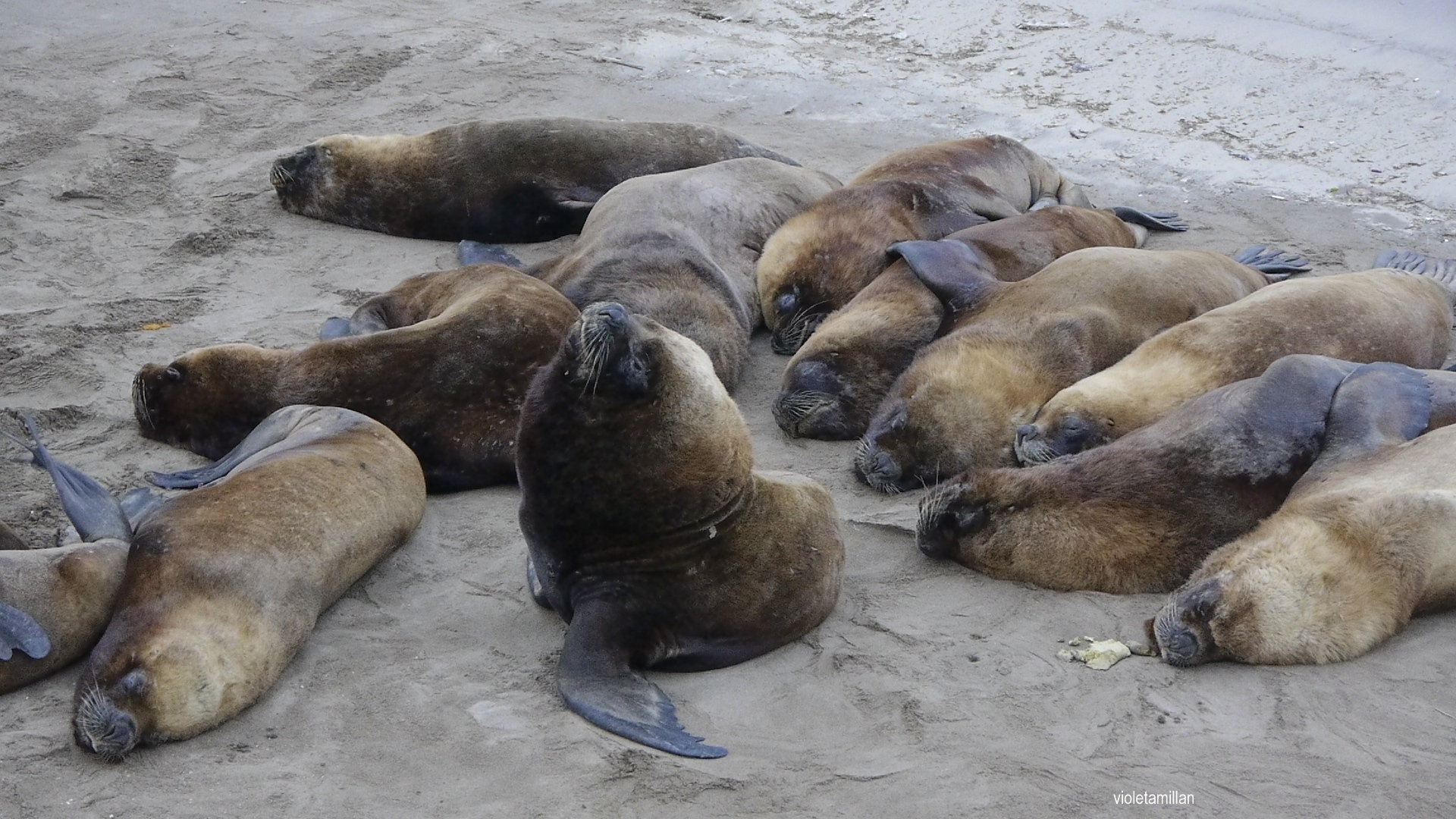 EL LOBO MARINO,CUIDANDO A SUS CHICAS