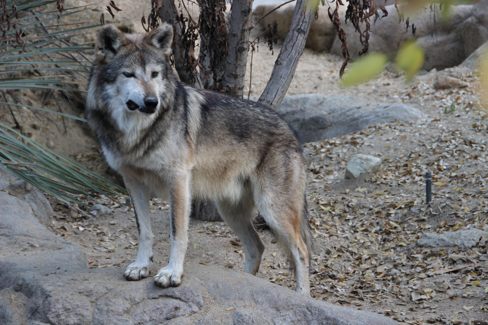 El Lobo - Mexikanischer Wolf