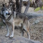 El Lobo - Mexikanischer Wolf