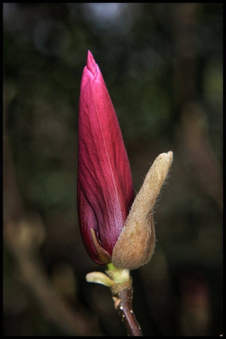 El Magnolio en su gloria 