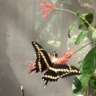 EL MARIPOSARIO DE SANTA ANA,MISIONES