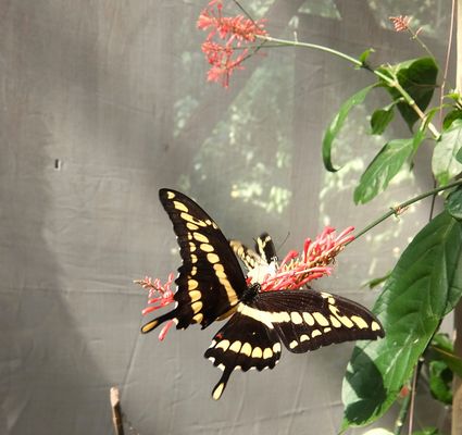 EL MARIPOSARIO DE SANTA ANA,MISIONES
