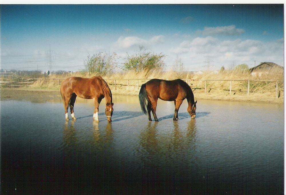 El Matador und Pharlap