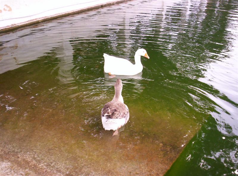 El mini-Zoo de Siete Aguas