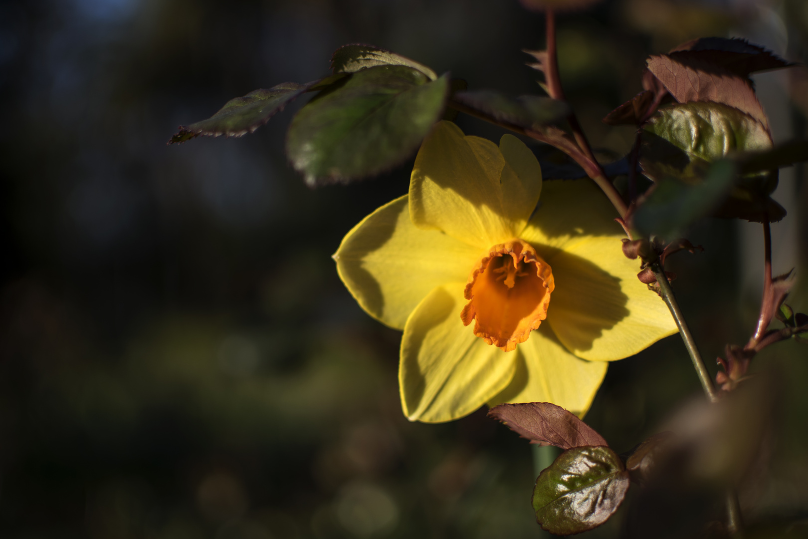 El modesto narciso llena de color la primavera