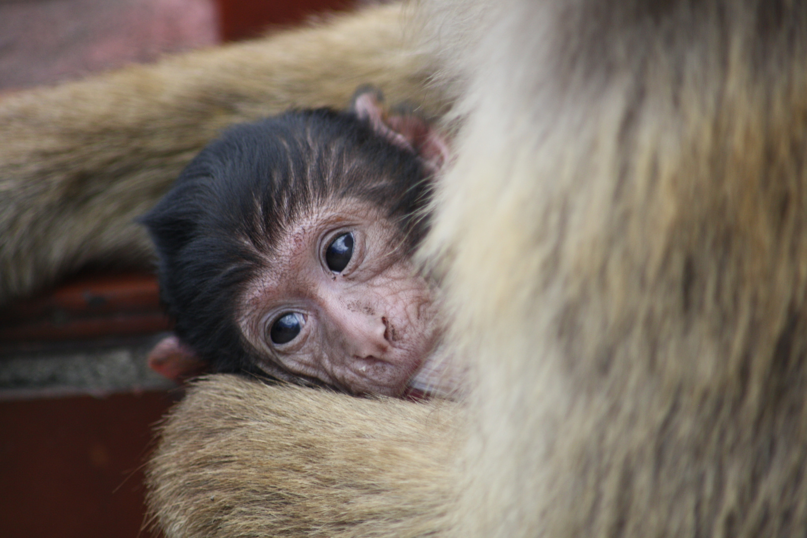 El monito de Gibraltar