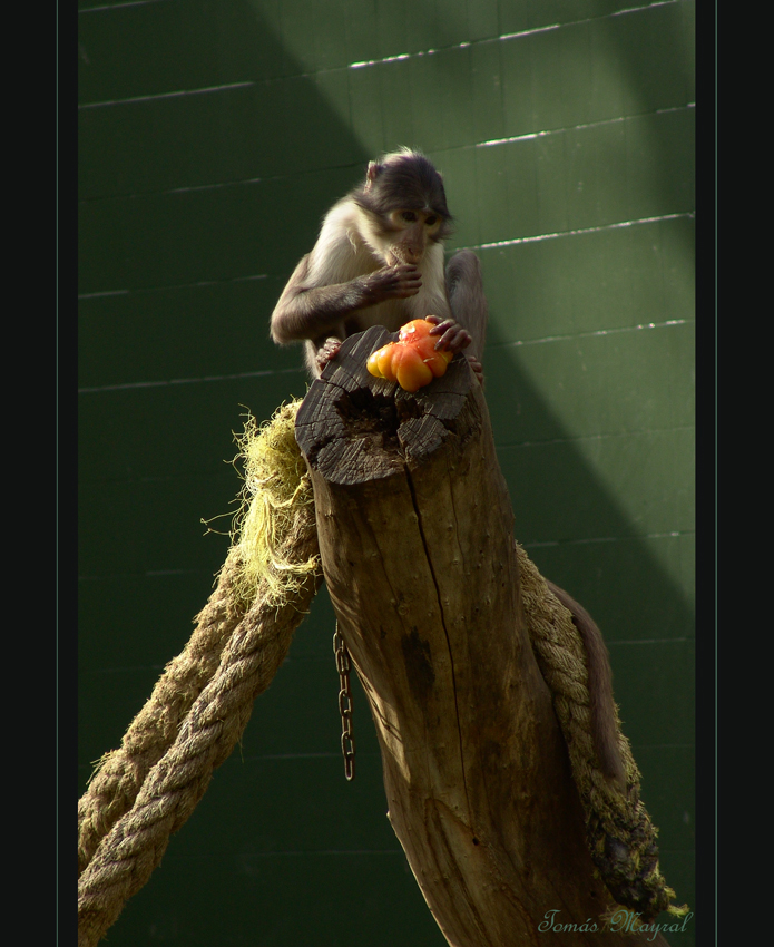 El Monito y su Desayuno