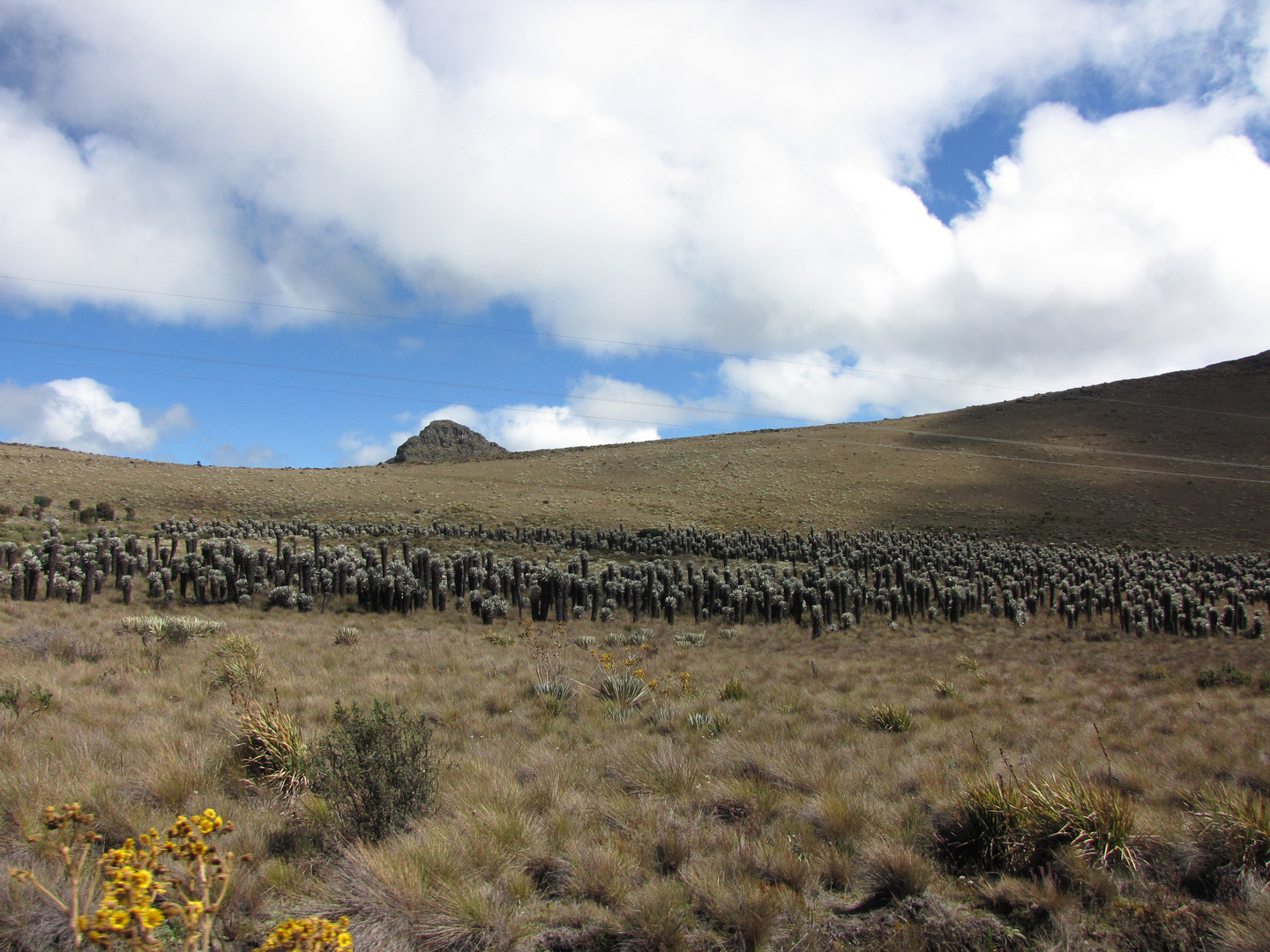 EL MORRO EN EL PARAMO