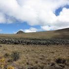 EL MORRO EN EL PARAMO