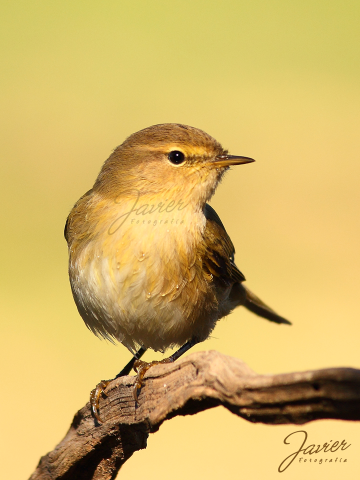 El mosquitero común (chiffchaff )