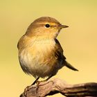 El mosquitero común (chiffchaff )