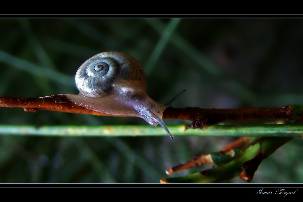 El Mundo del Caracol