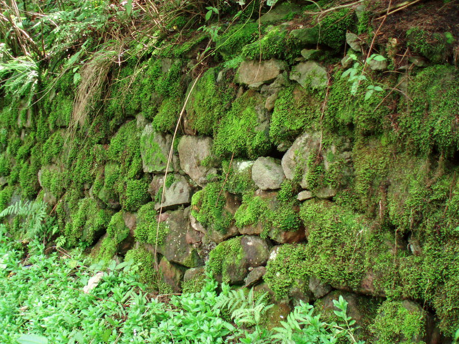 EL MURO VERDE