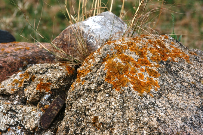 el musgo se instalo en la piedra