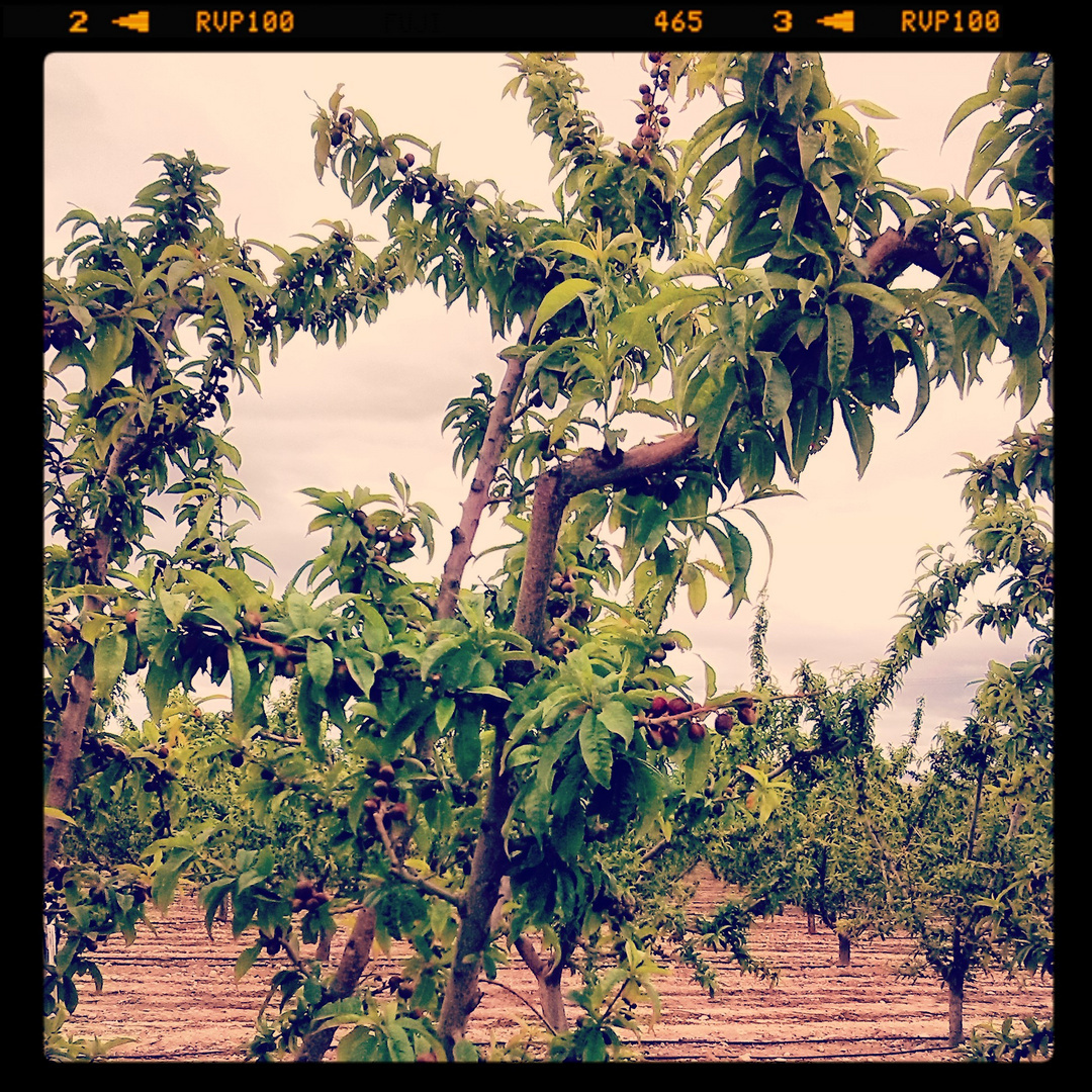 El nectarino y sus frutos...