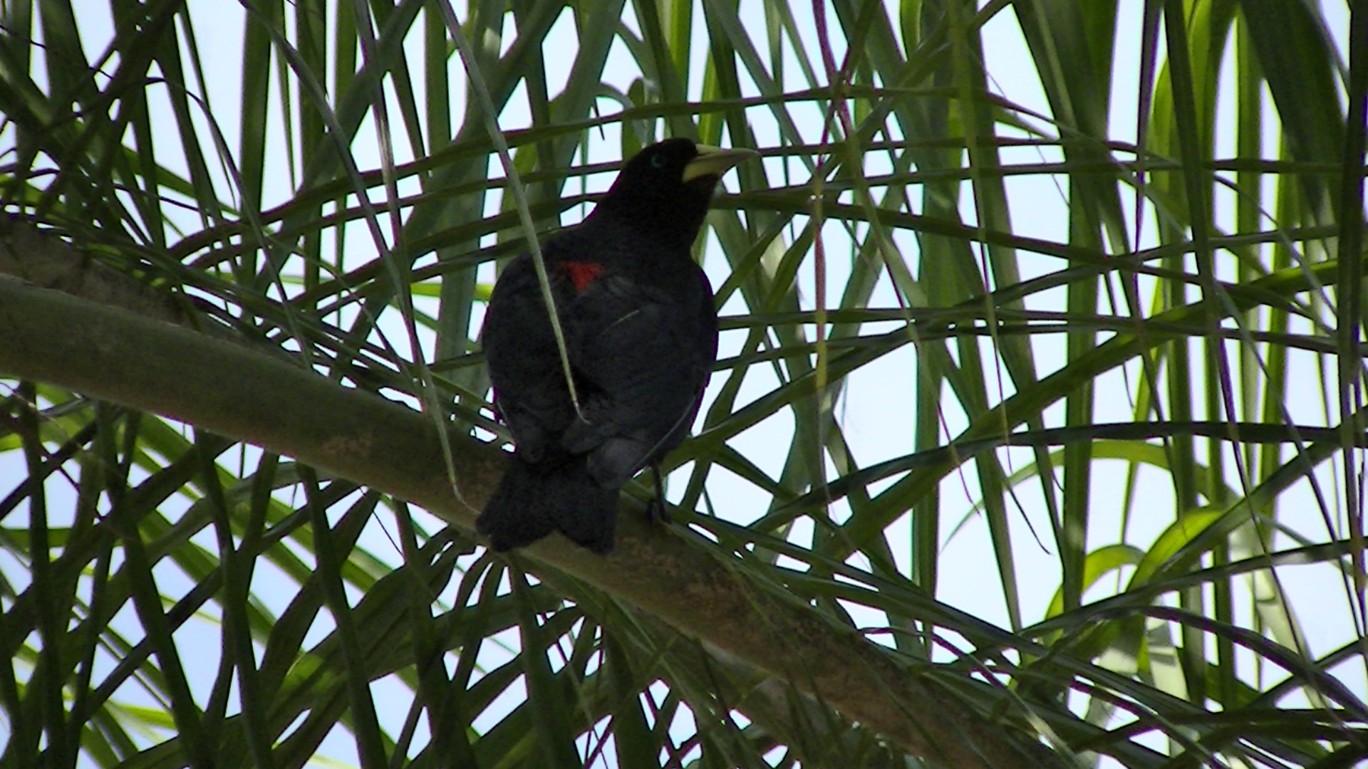 El negro silvestre