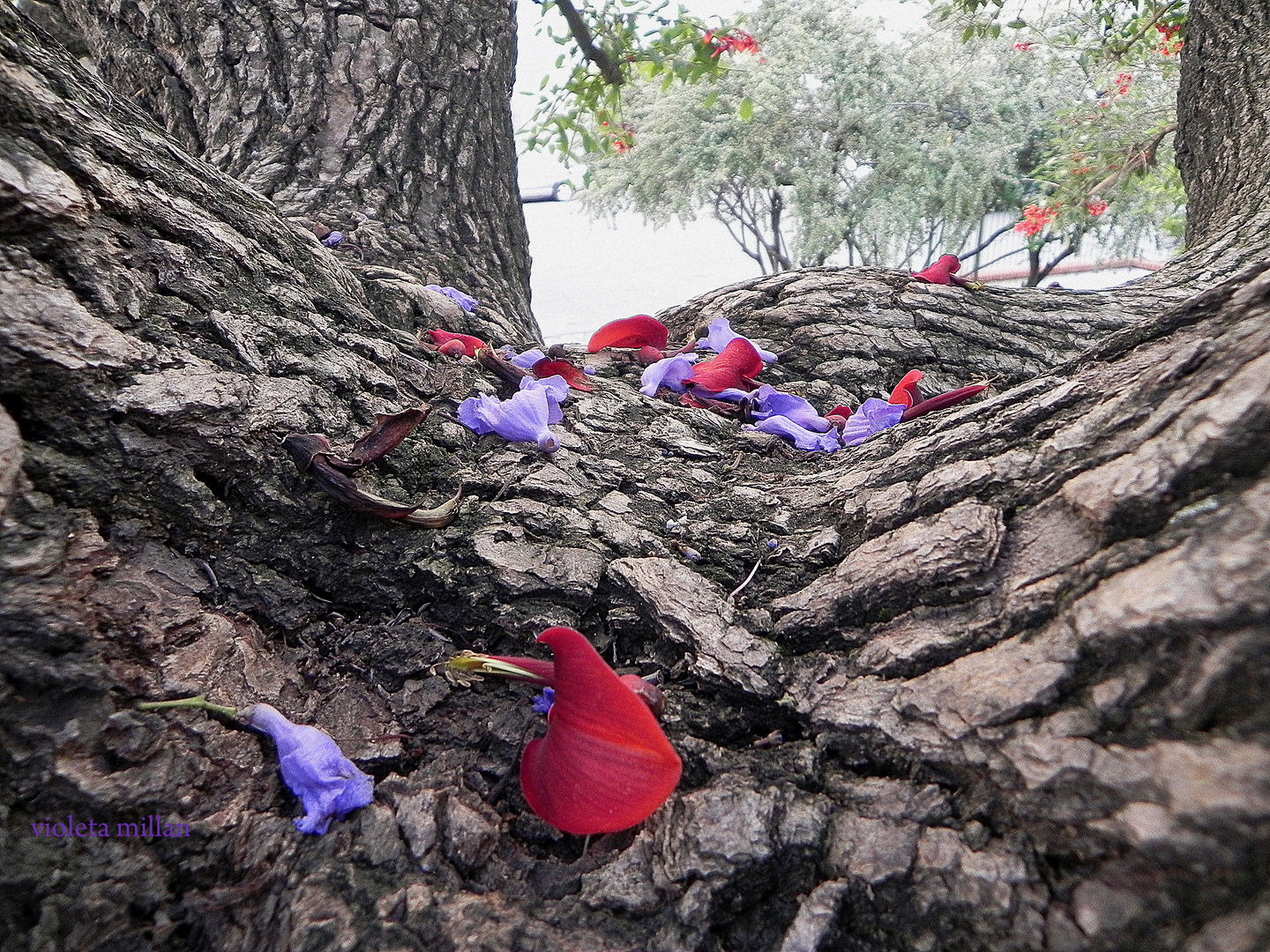 EL NIDO DE LAS FLORES CAIDAS