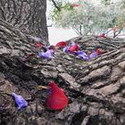 EL NIDO DE LAS FLORES CAIDAS