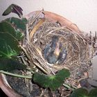 el nido en la maceta
