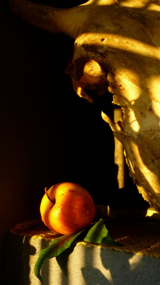 El Ojo de la Vaca Imagen & Foto bodegones, naturaleza muerta, manzana