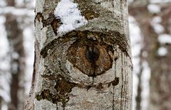 el ojo del bosque