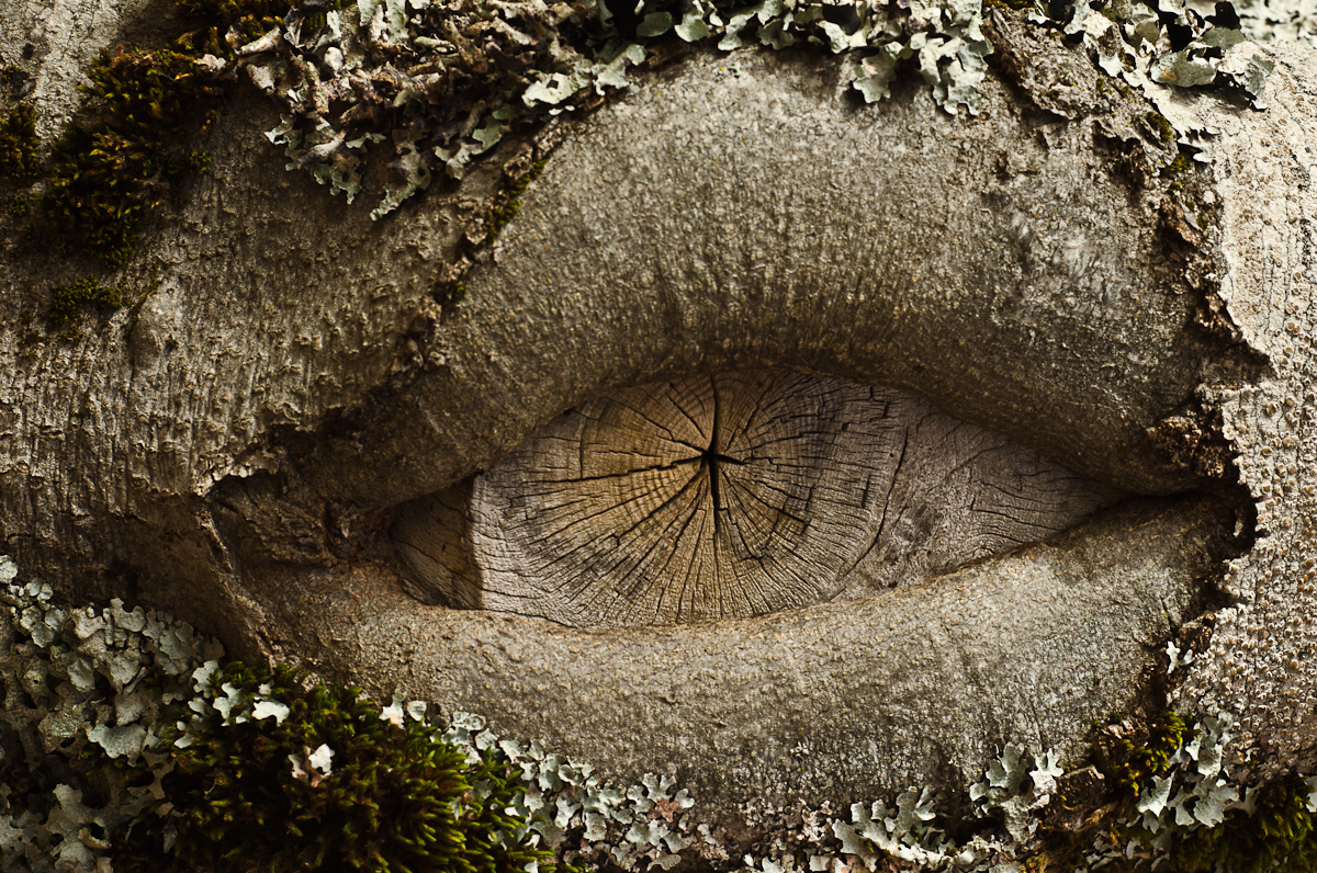 El ojo guardián.