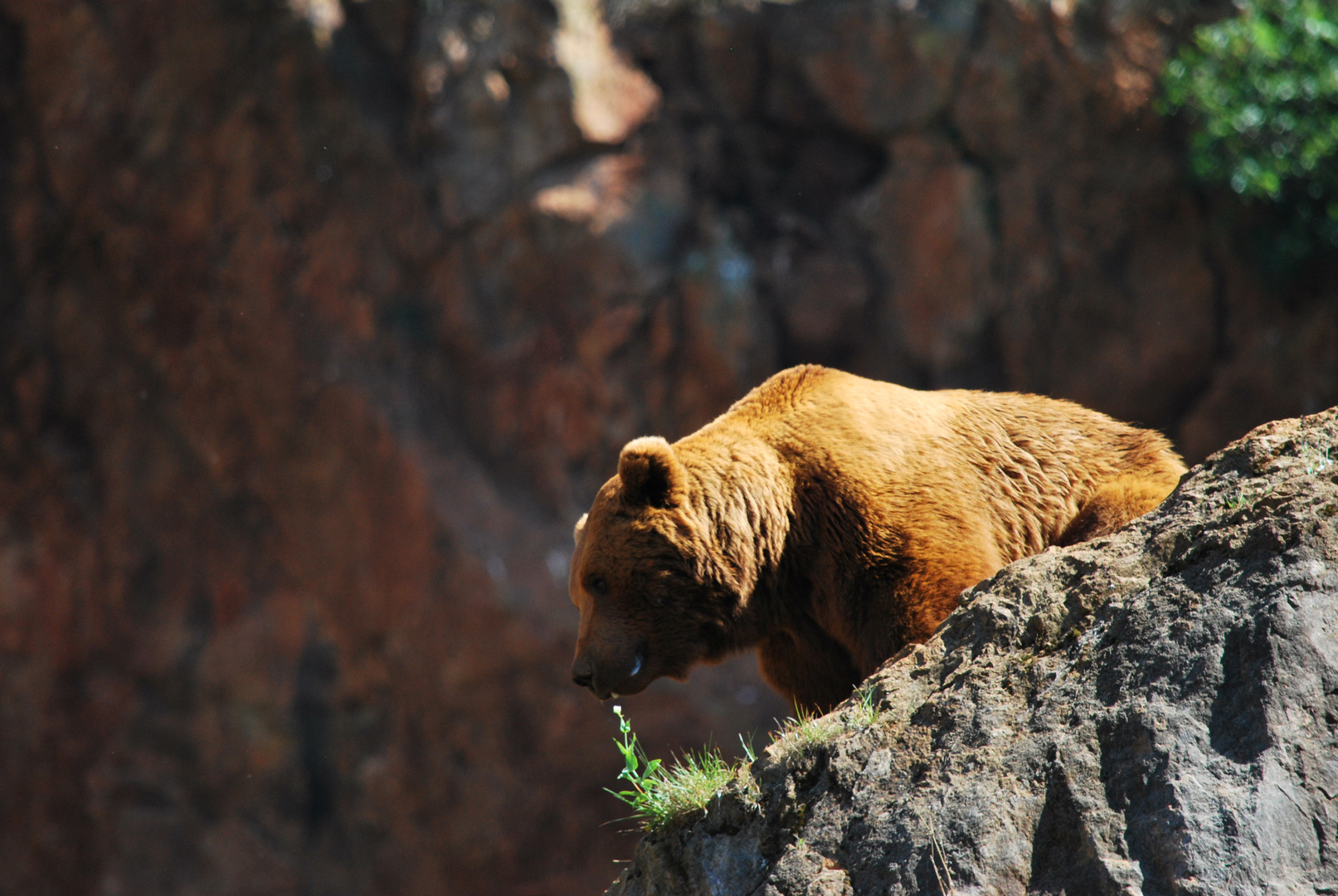 El Oso.