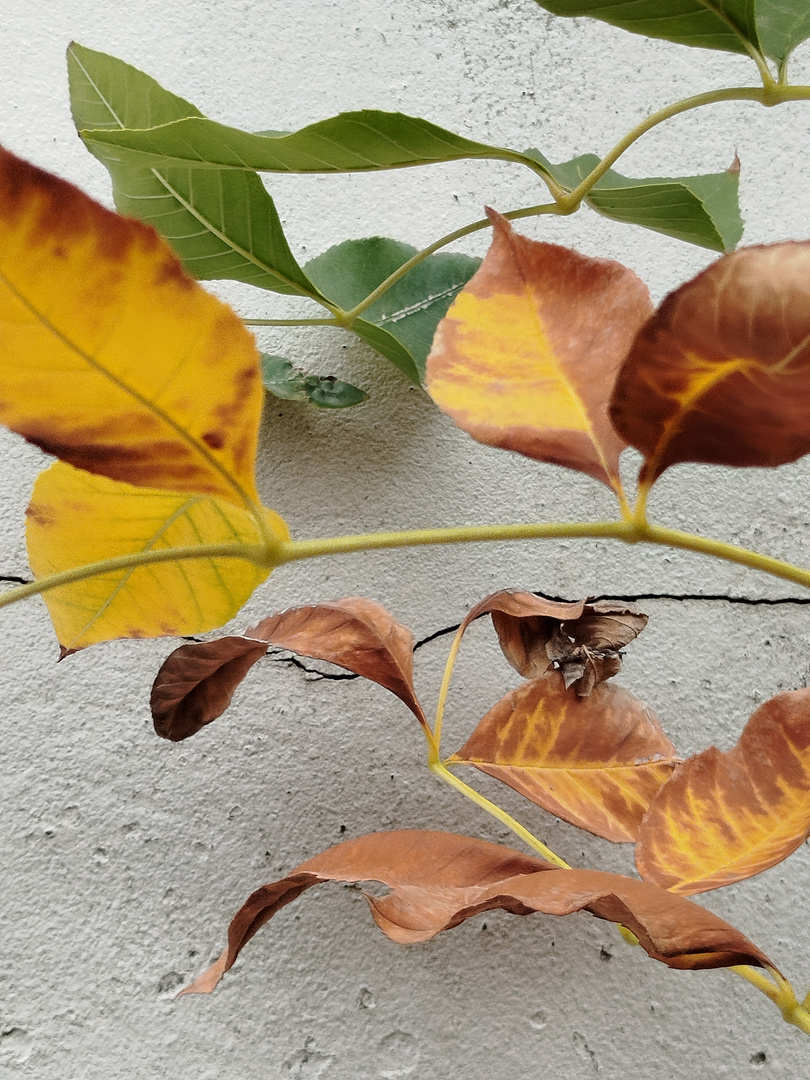 EL OTOÑO AMA EL AMARILLO