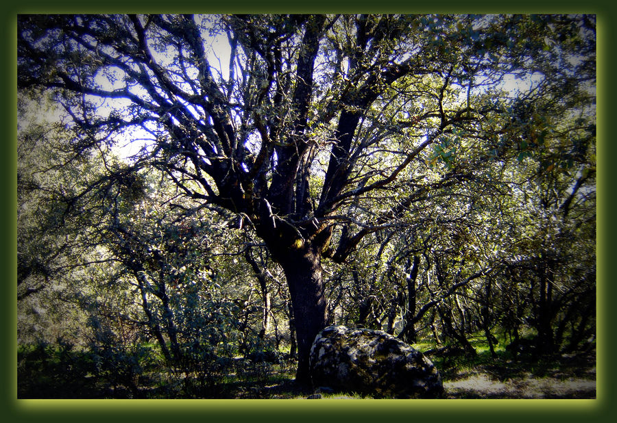 El otoño de la encina