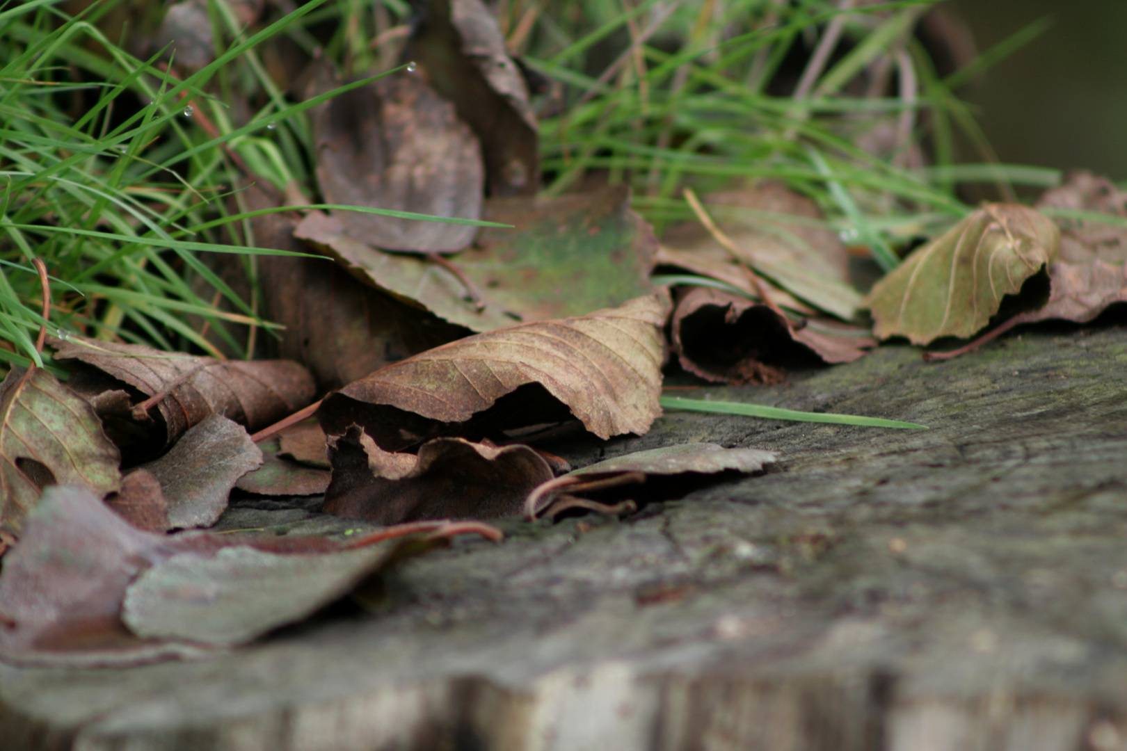 El otoño de mi vida