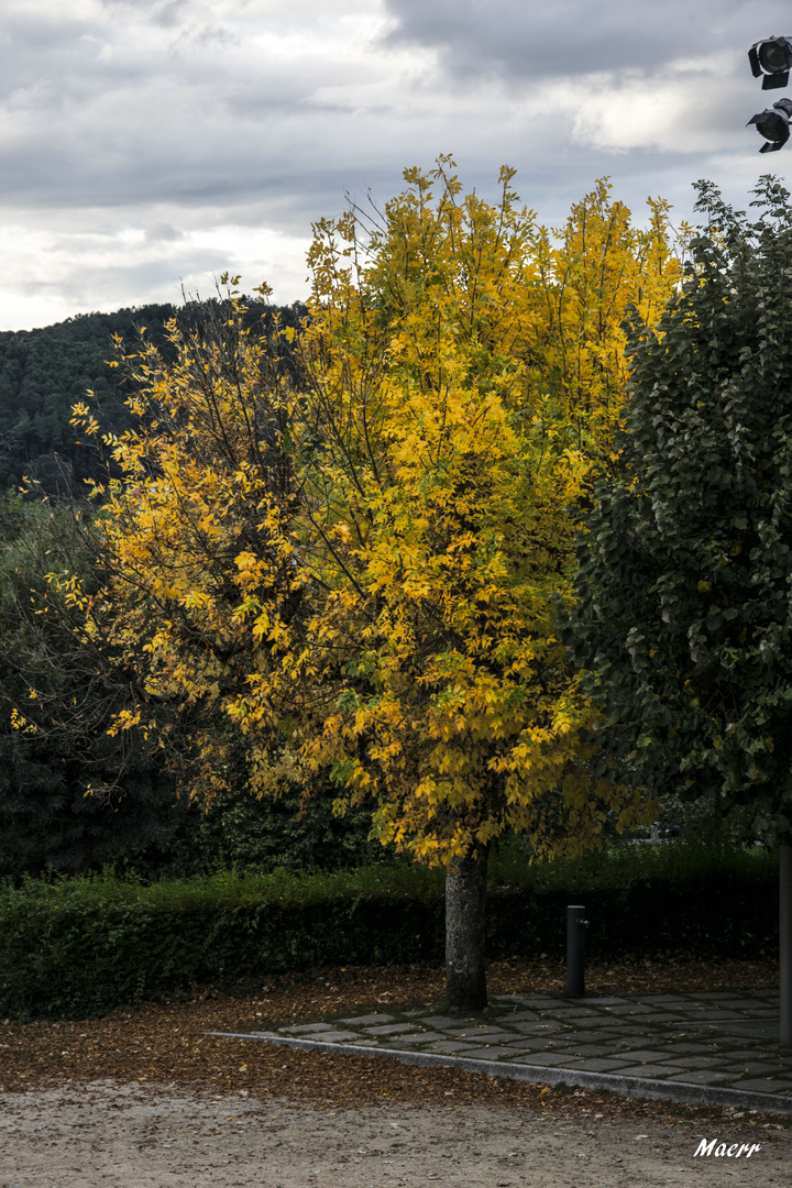 El Otoño en los árbóles