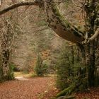 el otoño en vivo