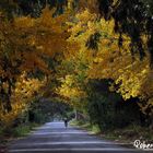 El Otoño en Zonda