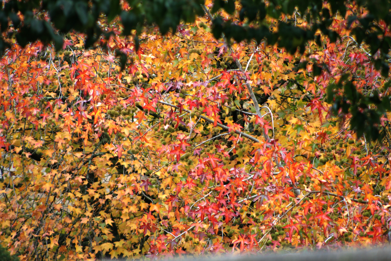 El otoño es color