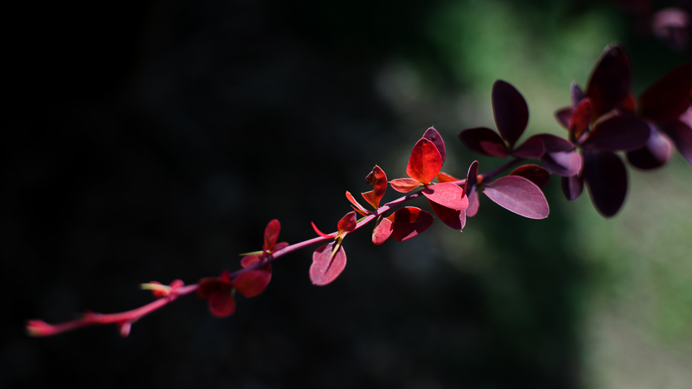 El otoño es una segunda primavera, cuando cada hoja es una flor.