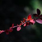 El otoño es una segunda primavera, cuando cada hoja es una flor.