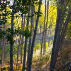 El otoño ha llegado