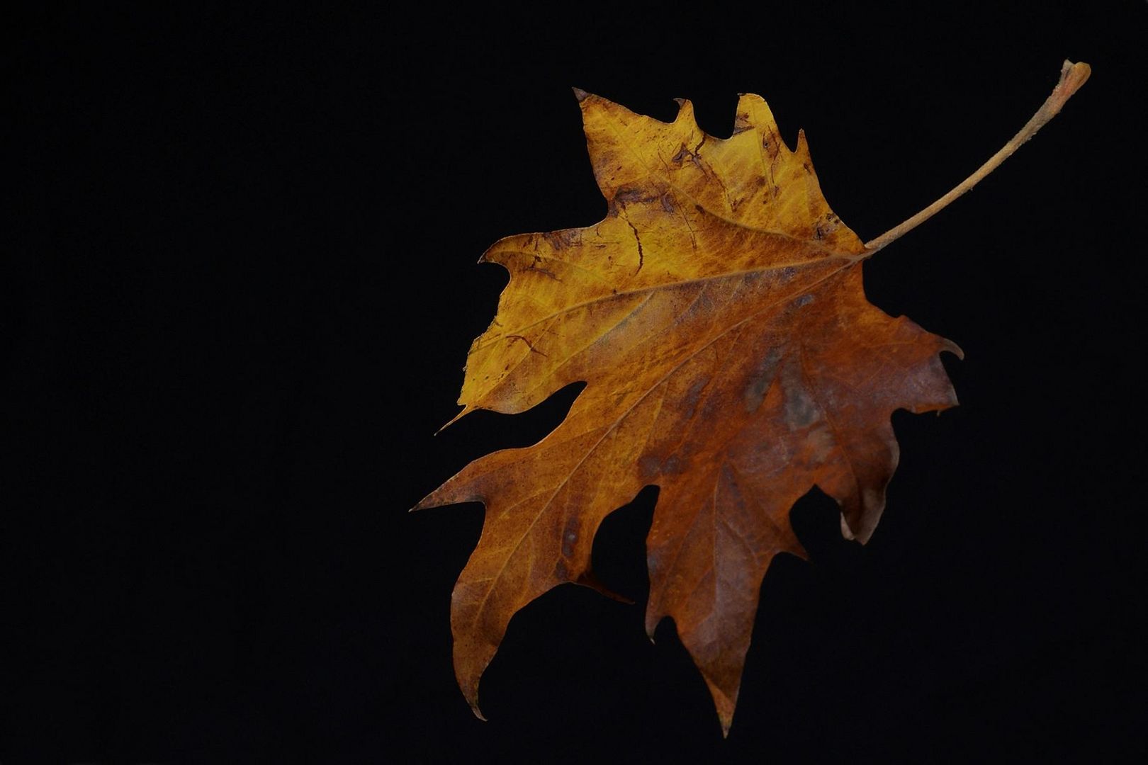 ¡El otoño llega a su fin!