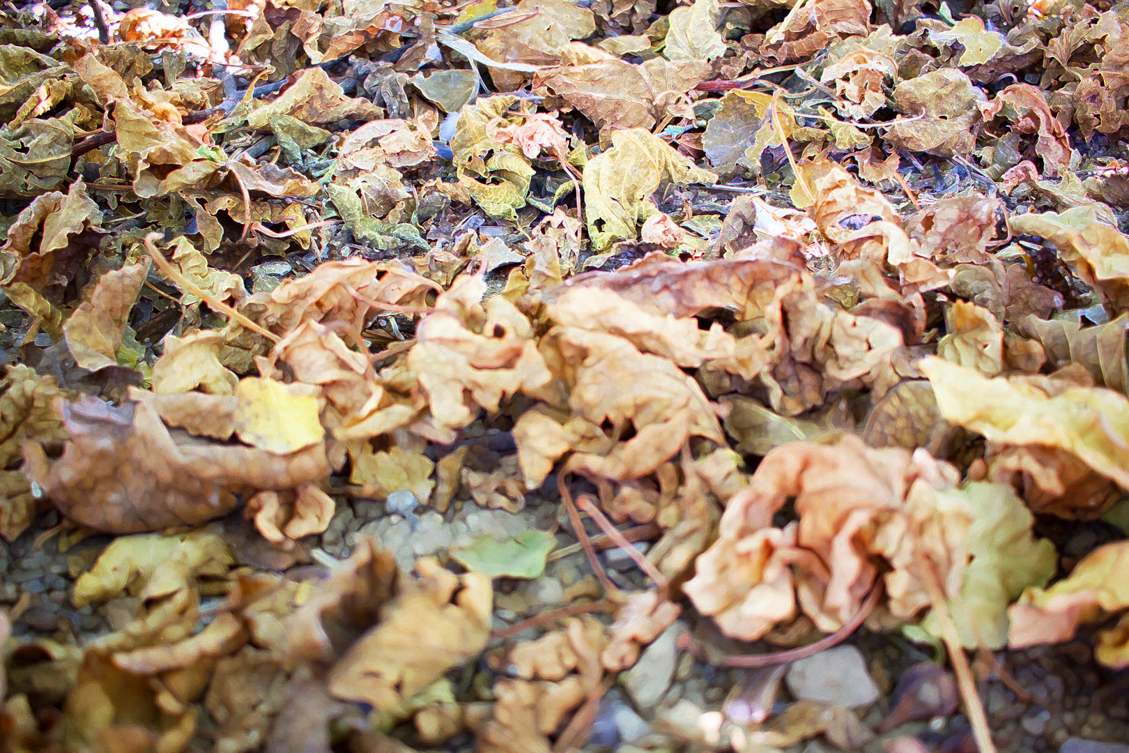 el otoño seco