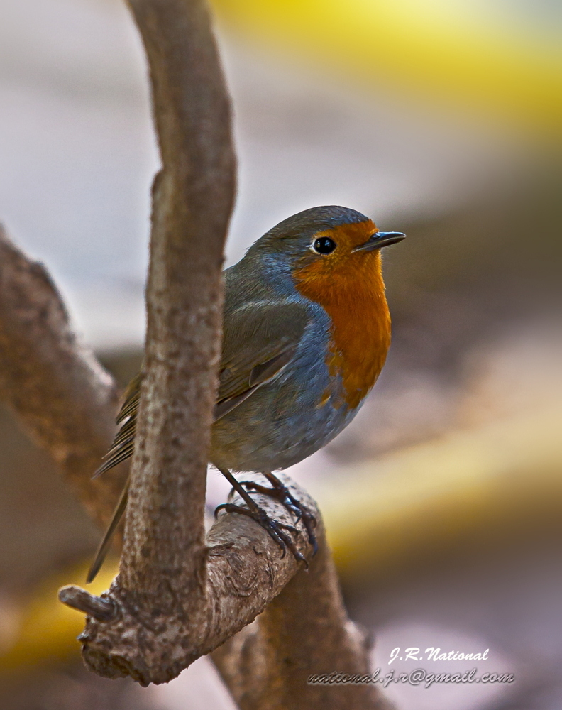 El otro Robin