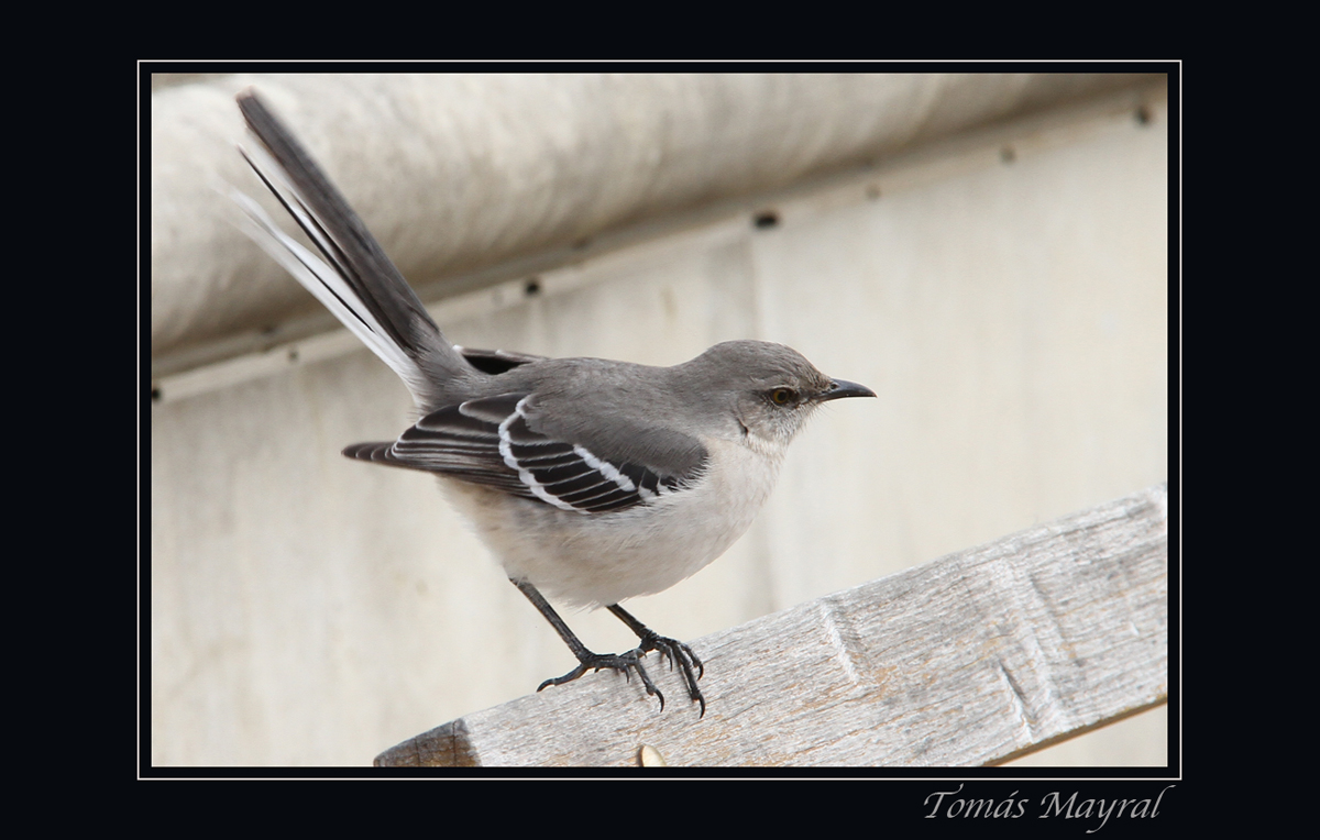 El Pajarillo Gris