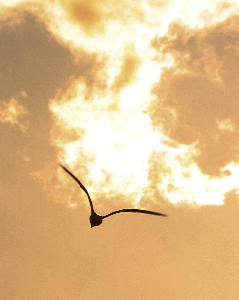 El pájaro de la tormenta