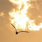 El pájaro de la tormenta