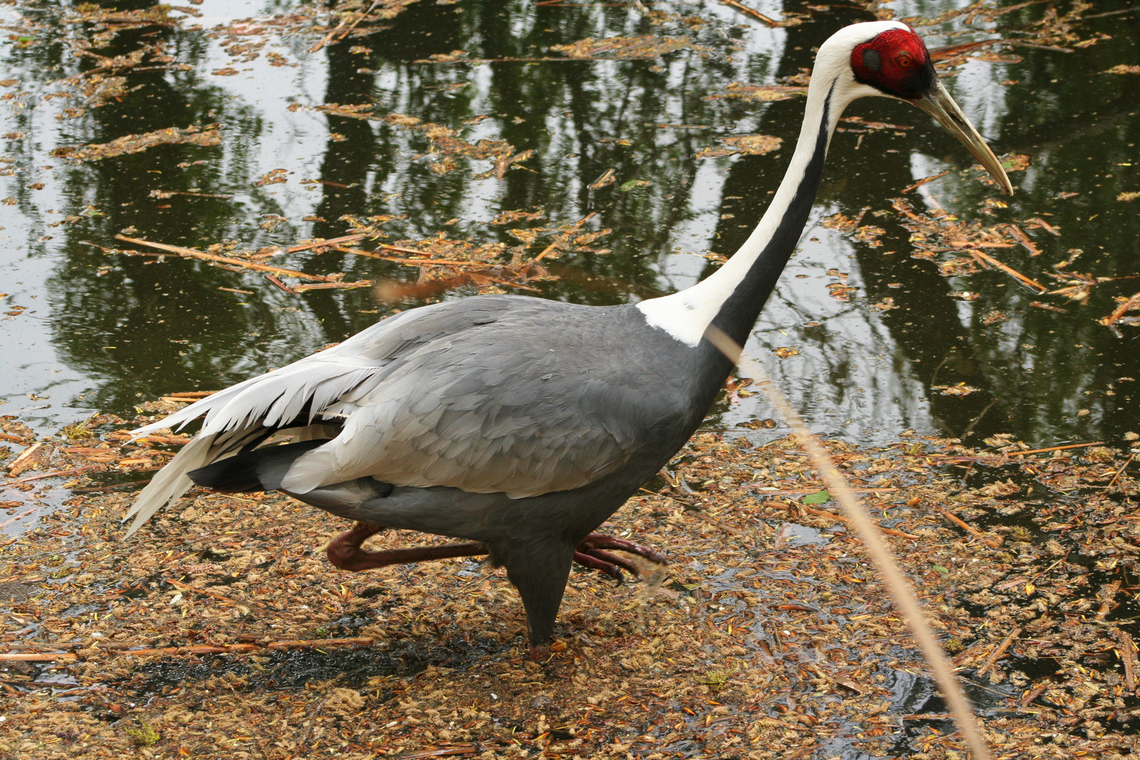 El pajaro del paraiso