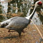 El pajaro del paraiso