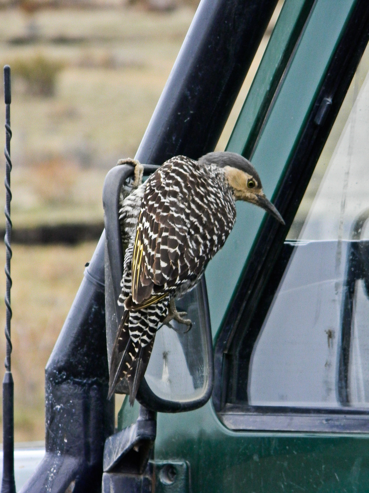 EL PAJARO VANIDOSO